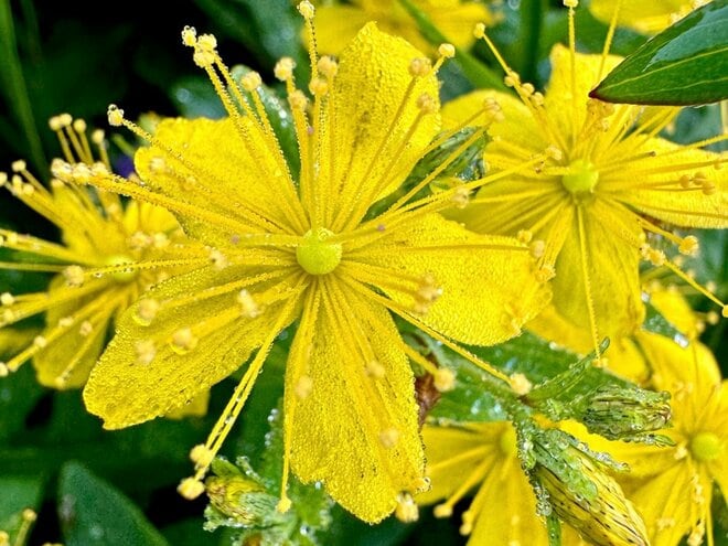 「北アルプス屈指の花の名山へ」 初夏に歩く朝日岳・雪倉岳 1泊2日の山旅【日本で山登りはじめました vol.7】の画像006