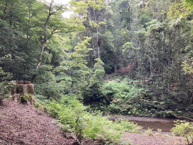 世界でも珍しい「市街地近くの太古の森！」1200年人の手が加わってない世界遺産「春日山原始林」を歩く奈良・『春日山遊歩道』の魅力とは？の画像003