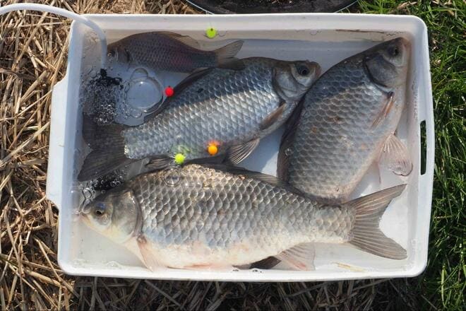 尺越え「乗っ込みマブナ」に歓喜！ 釣果のカギは「ホソ選び」と「アピール力」と「聞き込み」！？ 春の「霞ヶ浦」釣行レポの画像009