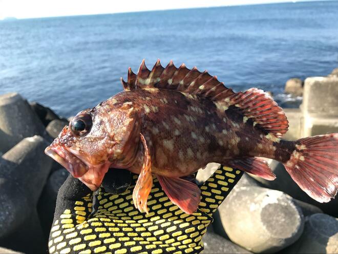 画像 写真 冬でも簡単に釣れるけど ニッポンの釣り の重大事態 カサゴ問題 と徹底するべき リリース条件 とは 合計4枚 アクティビティ ニュース Bravo Mountain