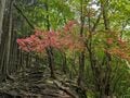 【電車で行ける】ヤマツツジの名所「日光・鳴虫山」へ　日帰りハイキング最新レポート＜2026年5月中旬＞の画像012