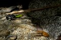 【渓流釣り】 透明な流れが不自然に歪んだかと思うと、まるで手品のようにイワナが姿を現しました「まるで水から生まれたかのよう！」 神秘的！ 天竜川水系の白いイワナ  長野県・2024年9月の画像003