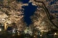 昼と夜は別世界！ 日常を忘れる石和温泉の「さくら温泉通り」の桜並木が圧巻！  山梨県笛吹市・2022年の画像003