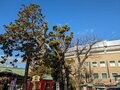 甲子園ライトスタンド場外にある通称「タイガース神社」素戔嗚神社の夢ボールみくじで星野仙一監督の喝を勝手に脳内再生する【関西おみくじジャーニー vol.25／兵庫県西宮市】の画像005