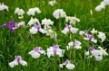 令和の梅雨に咲く江戸情緒 東京23区内で楽しむ「花菖蒲」鑑賞スポット「堀切菖蒲園」「水元公園」「しょうぶ沼公園」【東京都・葛飾区/足立区】の画像013