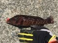 「カサゴとアイナメ」に激似の魚とは？  判別困難な「冬釣り」の風物詩「根魚」の奥深い世界とは？の画像005