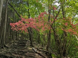 【電車で行ける】ヤマツツジの名所「日光・鳴虫山」へ　日帰りハイキング最新レポート＜2026年5月中旬＞