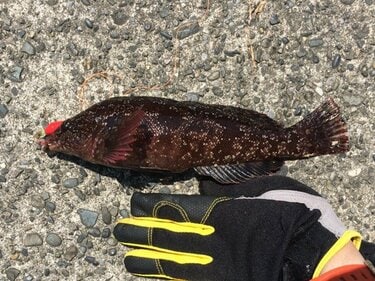 3ページ目 カサゴとアイナメ に激似の魚とは 判別困難な 冬釣り の風物詩 根魚 の奥深い世界とは アクティビティ ニュース Bravo Mountain