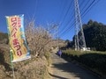 早春の「鍋割山」絶景ハイキング！  見ごろ「ロウバイ」＆山頂から「富士山・相模湾」展望！  ピストンなら下山時の “おかわり花見” もOK「現地レポ」の画像002