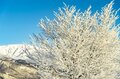 雪の花咲く絶景！  霧氷と川霧のつくり出す「儚くも美しい」幻想の世界にうっとり！【2022年2月・長野県白馬村】の画像005