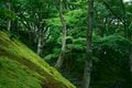 苔と深緑に魅せられる京都・幽翠の地3選の画像001