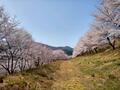 知る人ぞ知る「絶景のサクラ並木」総距離5km・1700本「虎山の千本桜」コスプレイヤーも集う「まるで異世界」写真映えスポット【埼玉県東秩父村】の画像001