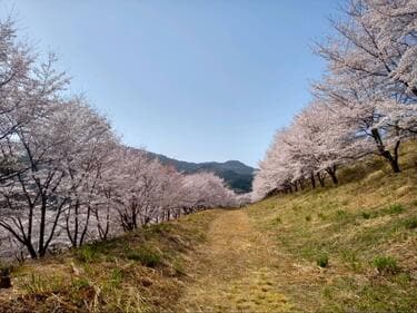 2ページ目) 知る人ぞ知る「絶景のサクラ並木」総距離5km・1700本「虎山