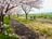 満開御礼！ ご当地名物 “スルテン” 片手に桜吹雪のトンネルを歩きに行こう！「高田城址公園」新潟県上越市・2023年の画像003
