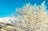 雪の花咲く絶景！  霧氷と川霧のつくり出す「儚くも美しい」幻想の世界にうっとり！【2022年2月・長野県白馬村】の画像005