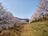 知る人ぞ知る「絶景のサクラ並木」総距離5km・1700本「虎山の千本桜」コスプレイヤーも集う「まるで異世界」写真映えスポット【埼玉県東秩父村】の画像001