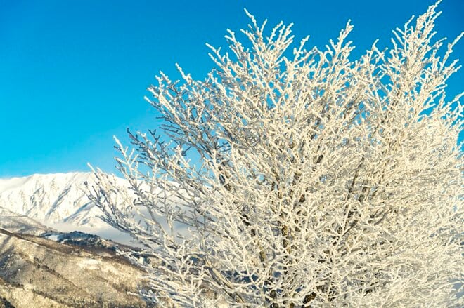 雪の花咲く絶景！  霧氷と川霧のつくり出す「儚くも美しい」幻想の世界にうっとり！【2022年2月・長野県白馬村】の画像005
