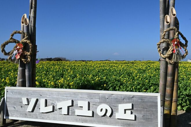 【花巡り】ひと足先に春を満喫！ 16万本の菜の花とドドーンと聳える雪の富士山「冬の暖かい日差しを浴びて楽しめる好展望の名所2選」 今年の運勢はいかに   神奈川県｜2026年の画像007