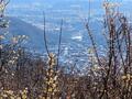 3000本「ロウバイ」と山頂絶景コラボ！ 冬の秩父「宝登山」登山口から1時間＆ロープウェイ利用もOK！【蝋梅園レポ】の画像001