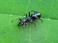 意外な冬の虫探しスポット「虫たちは手すりや柵がお好き？」【あなたのすぐそばにいる「季節の虫」の探し方 vol.2】の画像001