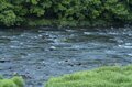 【渓流釣り】「渡良瀬川で夕日を眺めながらフライフィッシング 」釣りを忘れて夢中になった残照の川面の生命感！ 「仕事前・帰りに」人気のキャッチ＆リリース区間・群馬県桐生市 2022年の画像001