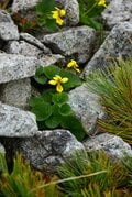梅雨に逆戻り！？ 高山植物を愛でる山歩き！ ニッコウキスゲ咲き乱れる北アルプス・唐松岳〈長野県〉2022年の画像009