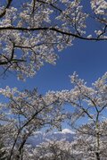 桜の開花ラッシュ直前！ 「心に残る“サクラ”写真を撮るために」“プロが教える ”違いが出る！撮影ひと工夫【2022年】の画像005