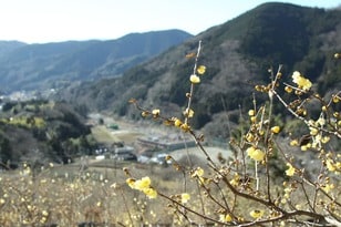 早春の「鍋割山」絶景ハイキング！  見ごろ「ロウバイ」＆山頂から「富士山・相模湾」展望！  ピストンなら下山時の “おかわり花見” もOK「現地レポ」