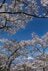 桜の開花ラッシュ直前！ 「心に残る“サクラ”写真を撮るために」“プロが教える ”違いが出る！撮影ひと工夫【2022年】の画像005