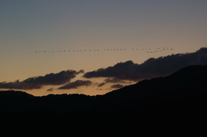 圧巻！ 城下町 鶴岡で色鮮やかに輝く里山をバックに4,000羽のハクチョウが空を舞う「地球温暖化で生まれた水鳥の楽園」を訪ねる 【山形県】2025年の画像012