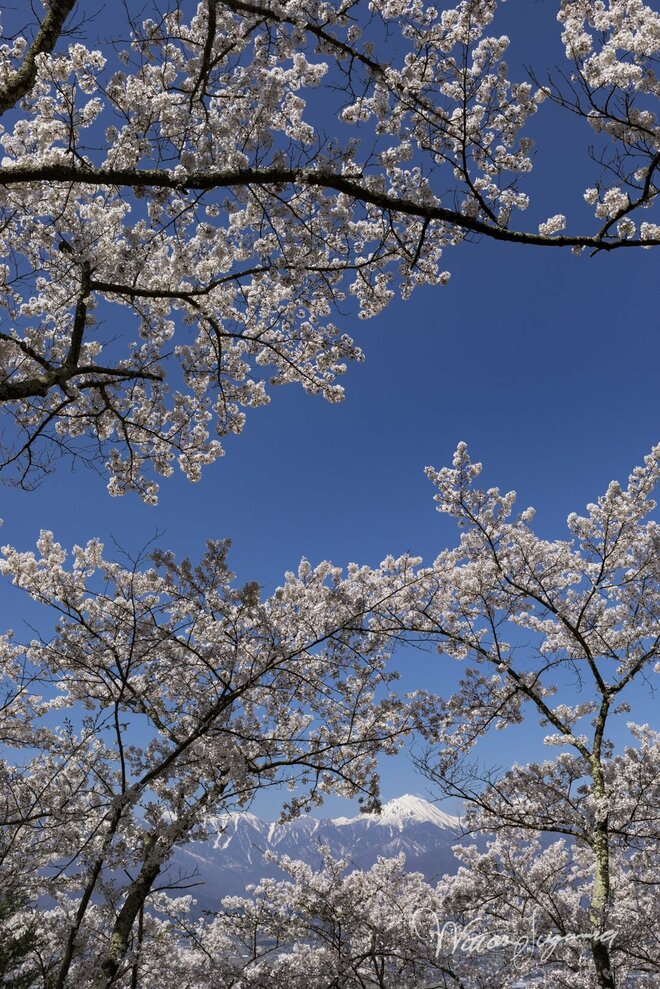 桜の開花ラッシュ直前！ 「心に残る“サクラ”写真を撮るために」“プロが教える ”違いが出る！撮影ひと工夫【2022年】の画像005