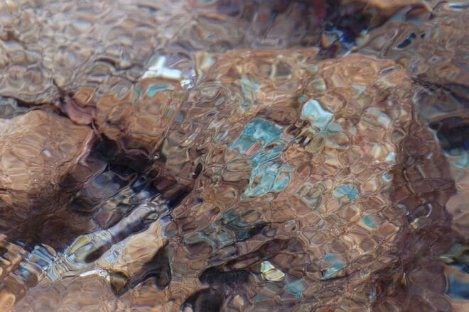 【花巡り】早春ハイキング “見頃を迎えたミツマタ” 東丹沢を埋め尽くす「黄色のポンポン」 県内最大規模の群落を楽しむ   神奈川県｜2026年の画像011