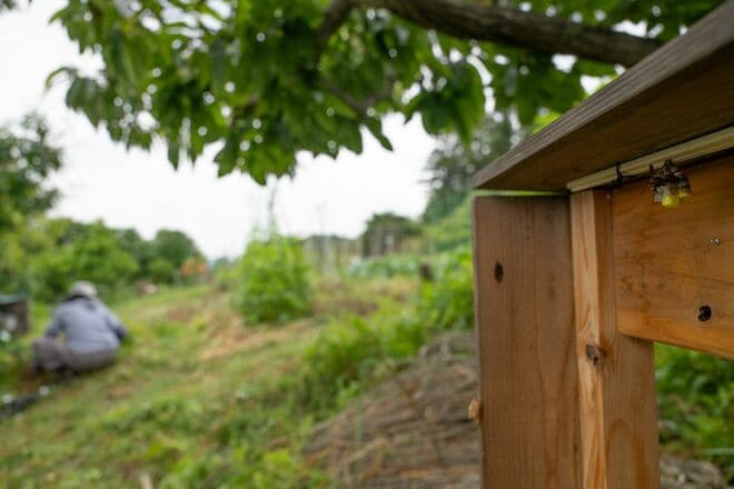 アシナガバチが自宅に巣を作った！「さぁ大変、あなたならどうする？」 ハチとの共生を目指して “引っ越し作戦 ”を決行した　東京都｜2026年の画像012