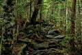 【富士山の次に登る山 vol.2】登山の魅力はムゲン大「美林を楽しむ山歩き」 上高地・甲武信岳・北八ヶ岳の画像010