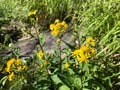 ロープウェイで一気に楽々「2612mの世界へ」千畳敷のお花畑が見頃ですの画像002