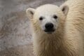 クマ出没注意！ 日本最北の動物園「旭山動物園」にオープンした「えぞひぐま館」から学ぶ、人間と動物の「距離感」と「共存」についての画像001