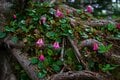 【原生林に癒される】コケ生す北八ヶ岳で出合う “高嶺の花” ミツバオウレン＜白駒の池とコケの森＞【今日も山旅気分 vol.41】の画像006