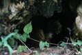 外で暮らす島猫たちは冷たい雨から身を守れているのだろうか？　不安定な天候の多い2月の沖縄にて【琉球島猫百景〈番外編〉「雨の日の猫たち」】の画像005