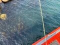 3月「初夏並みの陽気」で今度は釣れるよね？  ビギナー最適・海づり公園で「惨敗デビュー」飾った初心者のリベンジ釣行！  便利すぎる「AI予習」で挑んだ結果…の画像002