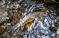 【渓流釣り】まるで宝石のように美しい渓流魚！  北の大地でオショロコマに出会う  北海道・2024年の画像001