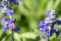 「これでも蛾！？」 ショッキングピンクのハート型昆虫は “思わず二度見” の美しさ 【北米産まれの新参者は、早くも全国展開の大進出！！】 花壇のブルーサルビアに注目！  2024年の画像007