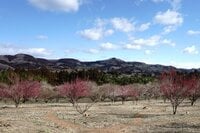 【梅の見ごろ】3月下旬まで「秋間梅林祭」が開催中！ 紅白梅に春を感じながら、お茶うけ食べ歩き散策レポート【2023年・群馬県安中市】