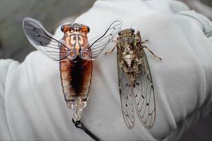 魚が偏食するってホント！？  初夏の中禅寺湖「春ゼミパターン」で「ブラウントラウト64cm」釣果！  現地通い歴20年ライターが教える「簡単すぎるコツ」