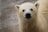クマ出没注意！ 日本最北の動物園「旭山動物園」にオープンした「えぞひぐま館」から学ぶ、人間と動物の「距離感」と「共存」についての画像001