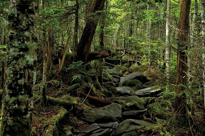 【富士山の次に登る山 vol.2】登山の魅力はムゲン大「美林を楽しむ山歩き」 上高地・甲武信岳・北八ヶ岳の画像010