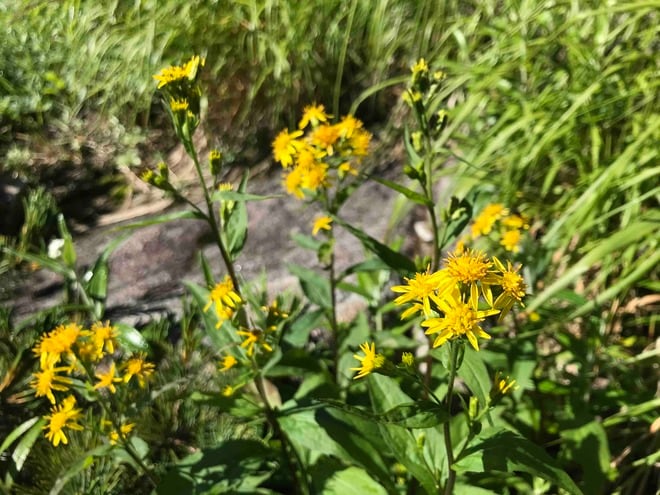 ロープウェイで一気に楽々「2612mの世界へ」千畳敷のお花畑が見頃ですの画像002