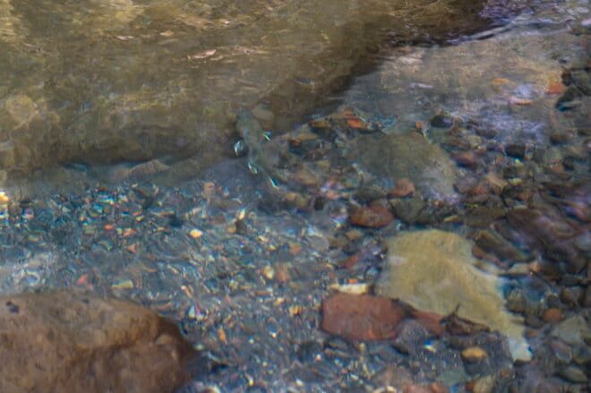 【渓流釣り】ついにこの日がやってきた！  東奔西走「最終日の渓流でフライを忘れて右往左往」 長野県・2025年の画像002