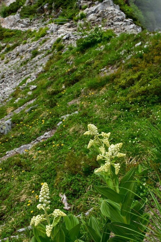 梅雨に逆戻り！？ 高山植物を愛でる山歩き！ ニッコウキスゲ咲き乱れる北アルプス・唐松岳〈長野県〉2022年の画像006