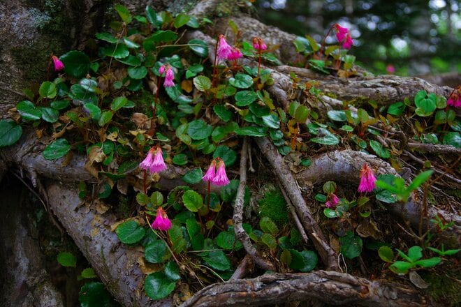 【原生林に癒される】コケ生す北八ヶ岳で出合う “高嶺の花” ミツバオウレン＜白駒の池とコケの森＞【今日も山旅気分 vol.41】の画像006