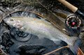 【渓流釣り】新緑キラめく渓谷へ！  歴史ある「塩原温泉」を流れる箒川キャッチ＆リリース区間でフライフィッシング  栃木県｜2026年の画像008